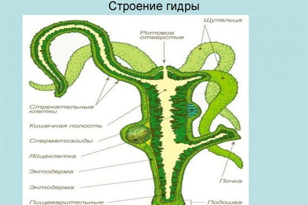 Кракен нарколог