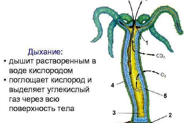 Kraken 12at зеркало